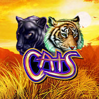 Cats in sub_newfromigt