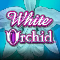 White Orchid in sub_newfromigt
