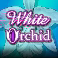 White Orchid in sub_newfromigt
